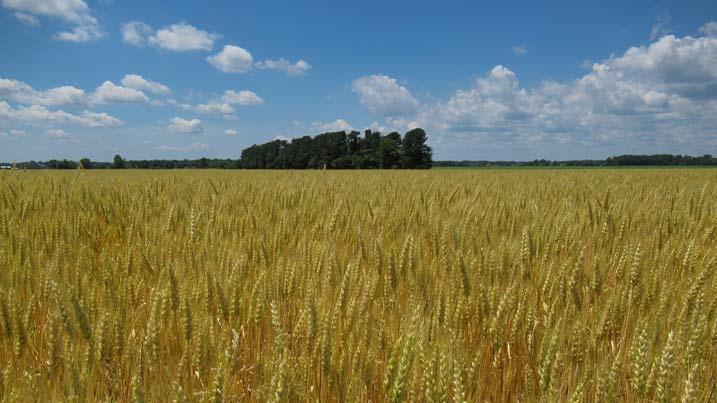 Image of field of wheat which is part of the “Amber Waves of Grain” by Robert Ludwig.