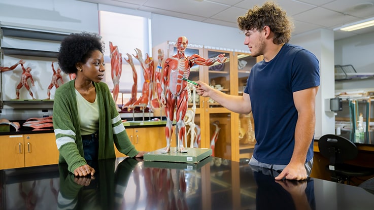 Cecil College Exercise Science Degrees & Certificates - Two students in a classroom studying a human anatomical model.